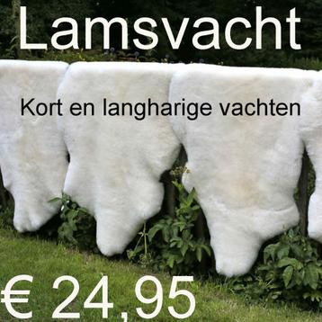 Lamsvacht Lamsvel Lamshuid Schapenvacht Lam € 24,95 NIEUW !