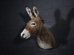 African Wild Donkey Taxidermie wandmontage - Equus africanus, Nieuw