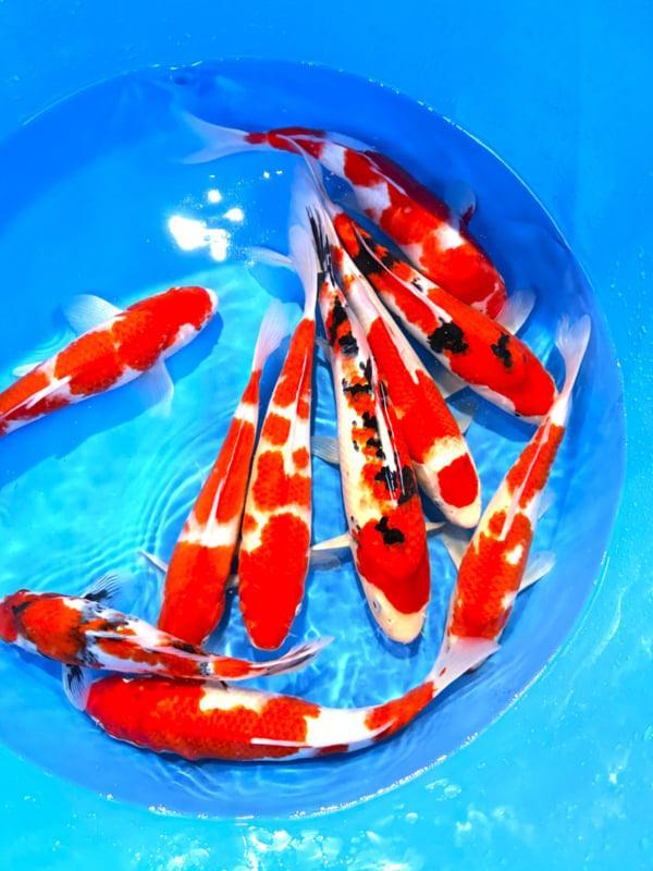 Hirasawa Marusei  32-40 cm (Japanse Koi), Tuin en Terras, Vijvers, Nieuw, Ophalen of Verzenden