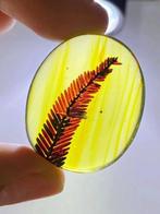 Barnsteen - Gymnospermae in amber - 30.5 mm - 25.2 mm, Verzamelen, Mineralen en Fossielen