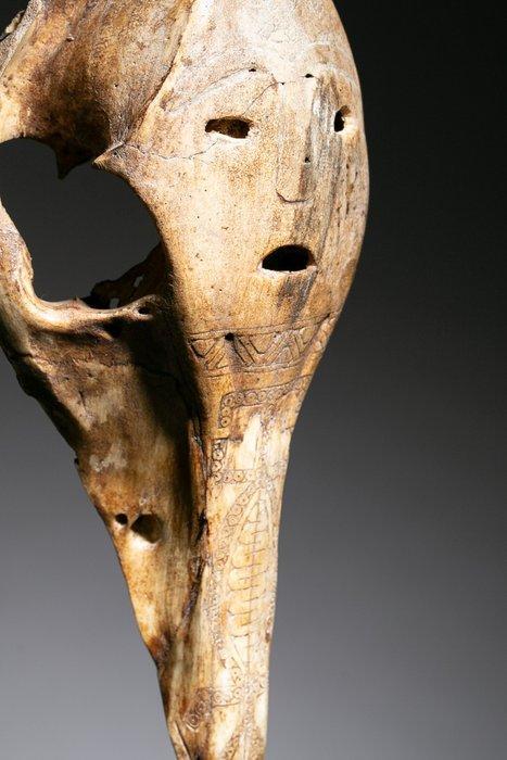 Crâne - Atoni Timor - Indonésie, Antiek en Kunst, Kunst | Niet-Westerse kunst