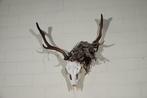 abnormal Fallow Buck Trophy Schedel - Dama dama - 20 cm - 55, Nieuw