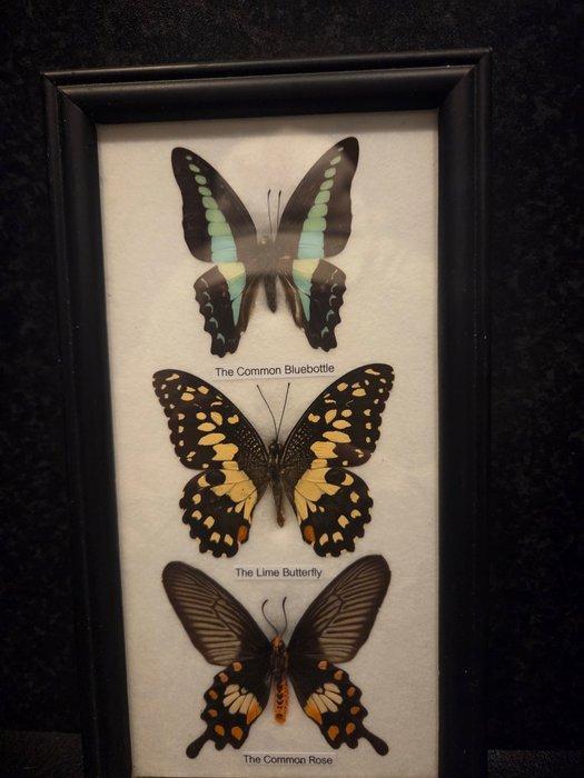 Papillon Support de corps entier pour taxidermie -, Collections, Collections Animaux