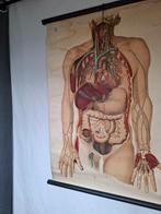 Anatomisch model - papier op linnen - 1920-1930 - Anatomie