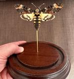 Papillon de nuit Support de corps entier pour taxidermie -, Collections, Collections Animaux