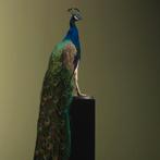 Blauwe Pauw Taxidermie Opgezette Dieren By Max, Ophalen of Verzenden, Nieuw, Vogel, Opgezet dier