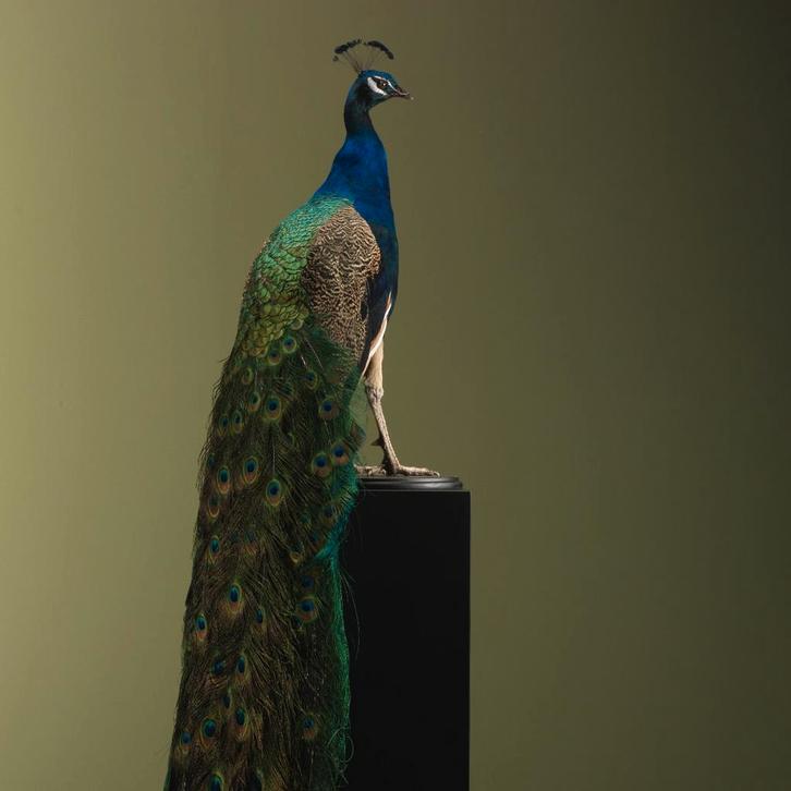 Blauwe Pauw Taxidermie Opgezette Dieren By Max, Collections, Collections Animaux, Enlèvement ou Envoi