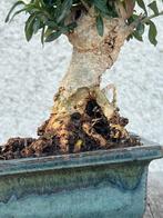 Bonsai Olea - Hoogte (boom): 16 cm - Diepte (boom): 10 cm -