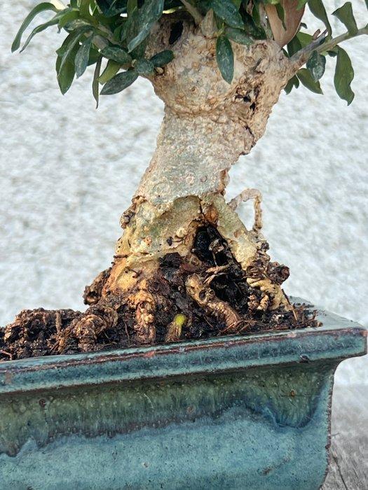 Bonsai Olea - Hoogte (boom): 16 cm - Diepte (boom): 10 cm -, Antiek en Kunst, Curiosa en Brocante