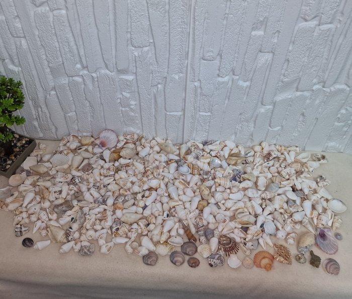 Themacollectie - Grote 3 kg partij gemengde natuurlijke, Antiquités & Art, Antiquités | Jouets