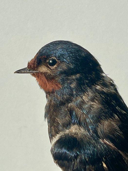 Boerenzwaluw (Man) Taxidermie volledige montage - Hirundo, Verzamelen, Dierenverzamelingen