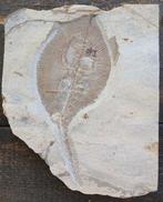 Vis - Fossiele plaatmatrix, Verzamelen