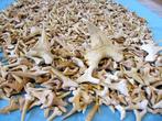 2000 dents de requin fossiles - Dent fossile (Sans prix de