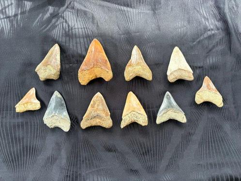 Mégalodon - Dent fossile - 13 cm - 10 cm, Verzamelen, Mineralen en Fossielen