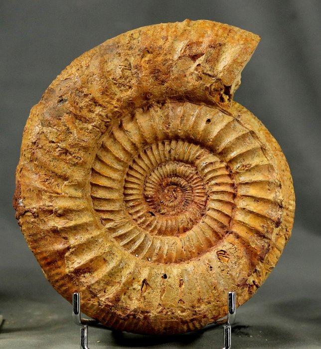 Mooie ammoniet met goede preservatie - niet gepolijst - op, Verzamelen, Mineralen en Fossielen