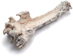 Mulberry wortelstronk hollow Frosted White 40-50 cm, Nieuw