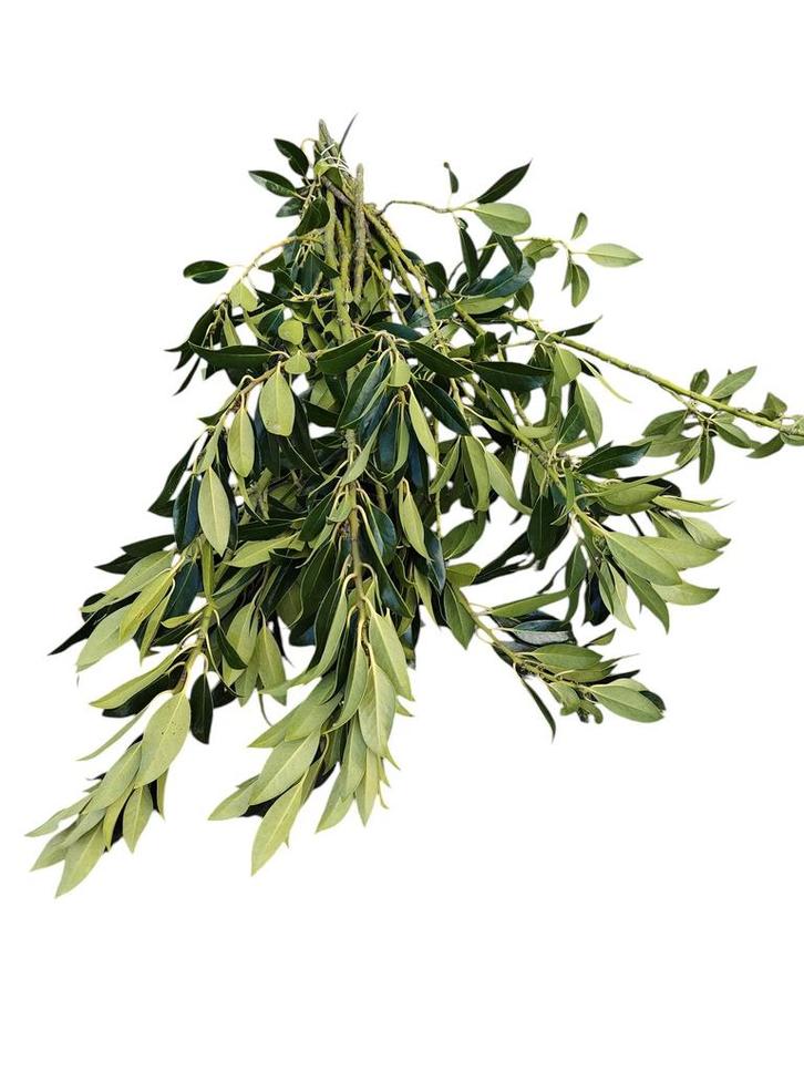 Ilex blad groen zonder bes Bundel, Huis en Inrichting, Woonaccessoires | Kunstplanten en Kunstbloemen, Nieuw