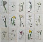 James Edward Smith (1759/ 1828) - James Sowerby (1757/ 1822)