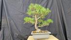 Den bonsai (Pinus) - Hoogte (boom): 47 cm - Diepte (boom):