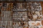 Uitgebreide schelpen- en slakkencollectie Taxidermie, Nieuw