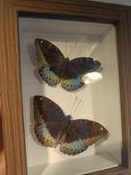 Vlinder Taxidermie volledige montage - Lexias pardalis,, Verzamelen, Nieuw