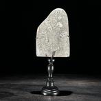 Ornement décoratif (2) - NO RESERVE PRICE - Stunning Pair of, Antiek en Kunst