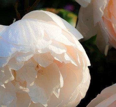 Diane Pfister - Crown Estate Collection No. 1962-E, Antiek en Kunst, Kunst | Designobjecten