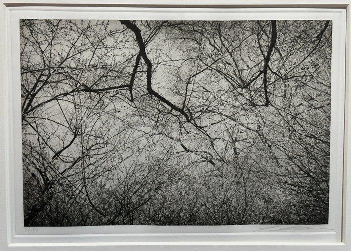 Lee Friedlander (1934–) - Cherry Blossom Time in Japan, Antiek en Kunst, Kunst | Designobjecten