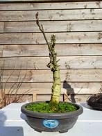 Wisteria bonsai - Hoogte (boom): 25 cm - Diepte (boom): 15, Antiek en Kunst