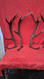 Edelhert Hoorns - Cervus elaphus - 2 superbes mues