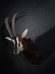 Sable Antelope Schoudermontage - Hippotragus niger -