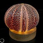 Decoratief Kleidocidaris peroni. Seeigel-Lampe- 44.44 g