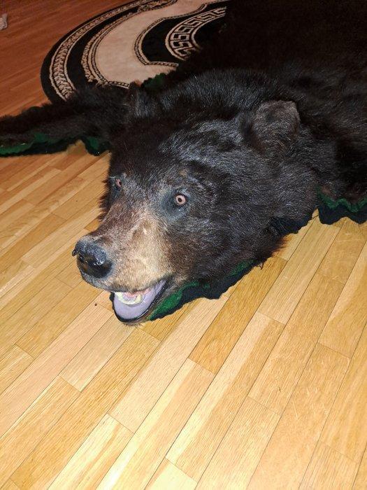 Revêtement de sol Black Bear Support mural pour taxidermie -, Verzamelen, Dierenverzamelingen