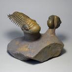 Prachtige trilobietcombinatie - Gefossiliseerd dier -, Verzamelen, Mineralen en Fossielen