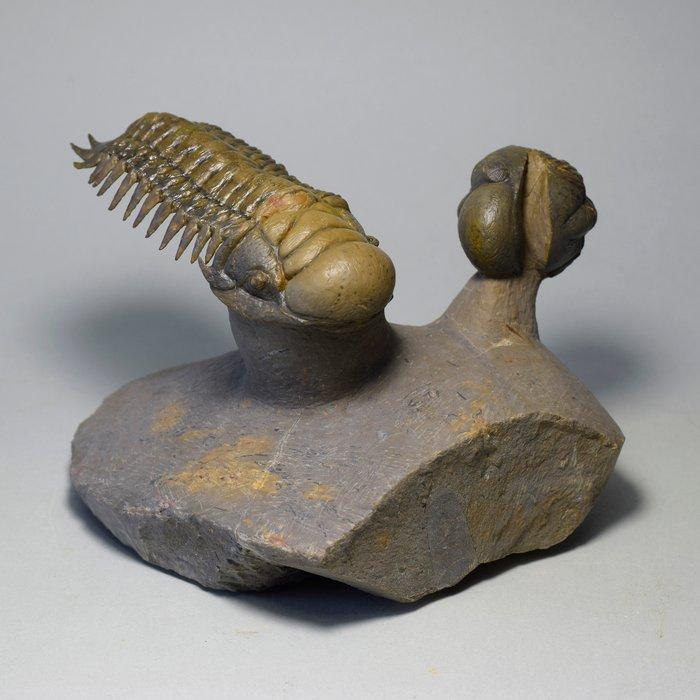 Prachtige trilobietcombinatie - Gefossiliseerd dier -, Verzamelen, Mineralen en Fossielen