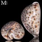 Cypraea tigris GEM – Zeldzame geel-roze basis met blauwe