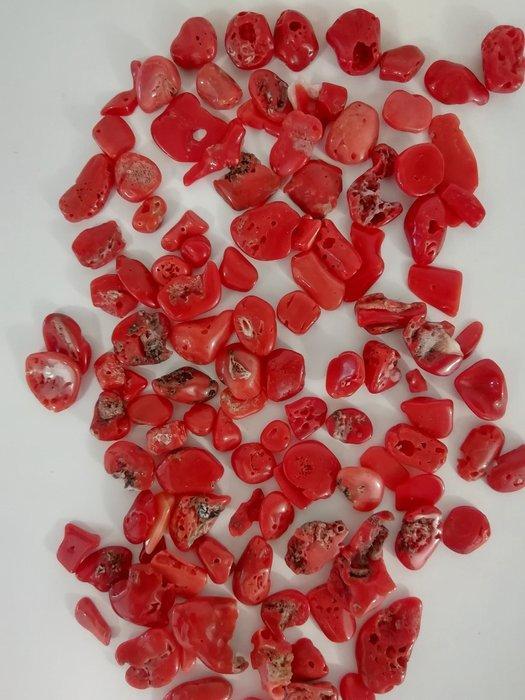 Bloedkoraal Koraal - Corallium rubrum (Zonder Minimumprijs), Antiek en Kunst, Curiosa en Brocante
