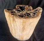 versteend hout - Gefossiliseerd hout