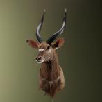 Nyala Taxidermie Opgezette Dieren By Max, Ophalen of Verzenden, Nieuw, Wild dier, Opgezet dier