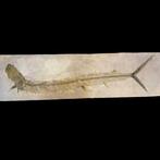 fossiele vis - Fossiel skelet - Vallecillichthys