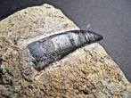 Dinosaurus - Fossiele tand - Allosaurus fragilis, Morrison, Verzamelen, Mineralen en Fossielen