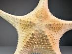 Étoile de mer du Pacifique superbe (grandes dimensions), Nieuw