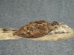 Bécassine Support de corps entier pour taxidermie - Scolopax, Nieuw