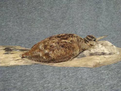 Bécassine Support de corps entier pour taxidermie - Scolopax, Verzamelen, Dierenverzamelingen