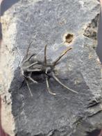 Trilobiet - Gefossiliseerd dier - Spiny Trilobite Fossil on, Collections