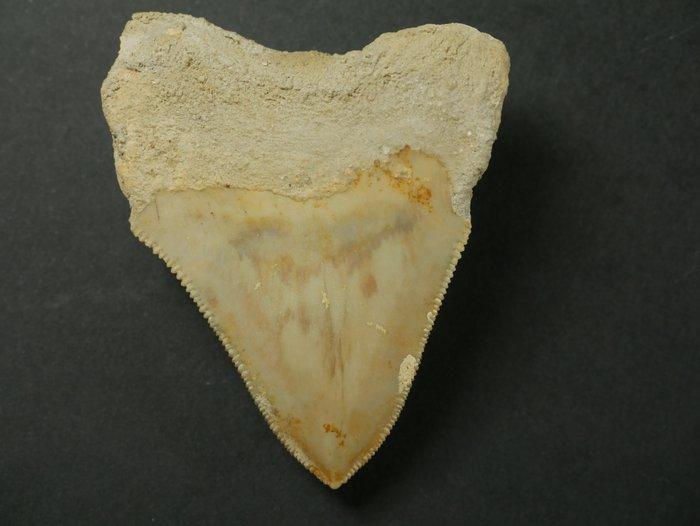 Megalodon - Fossiele tand - 6 cm (Zonder Minimumprijs), Verzamelen, Mineralen en Fossielen