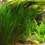 Aquariumplant - Vallisneria Spiralis bos (Aquariumplanten), Dieren en Toebehoren, Verzenden, Nieuw, Plant(en), Steen of Hout