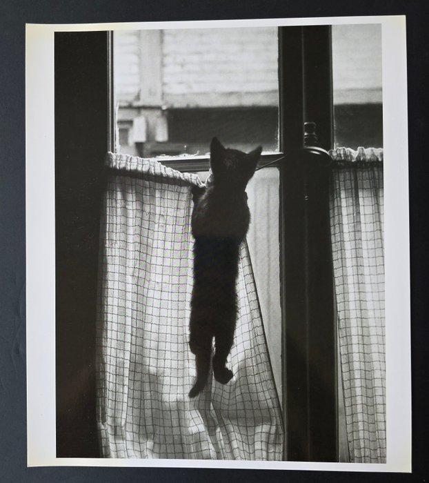 Willy Ronis (1910–2009) - Les Chats, Antiek en Kunst, Kunst | Schilderijen | Modern