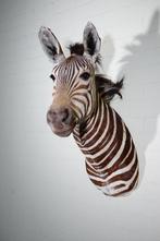 Zebra Head Support mural pour taxidermie - Equus quagga - 45