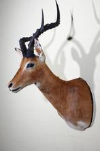 Impala Taxidermie wandmontage - Aepyceros melampus - 36 cm -, Verzamelen, Nieuw